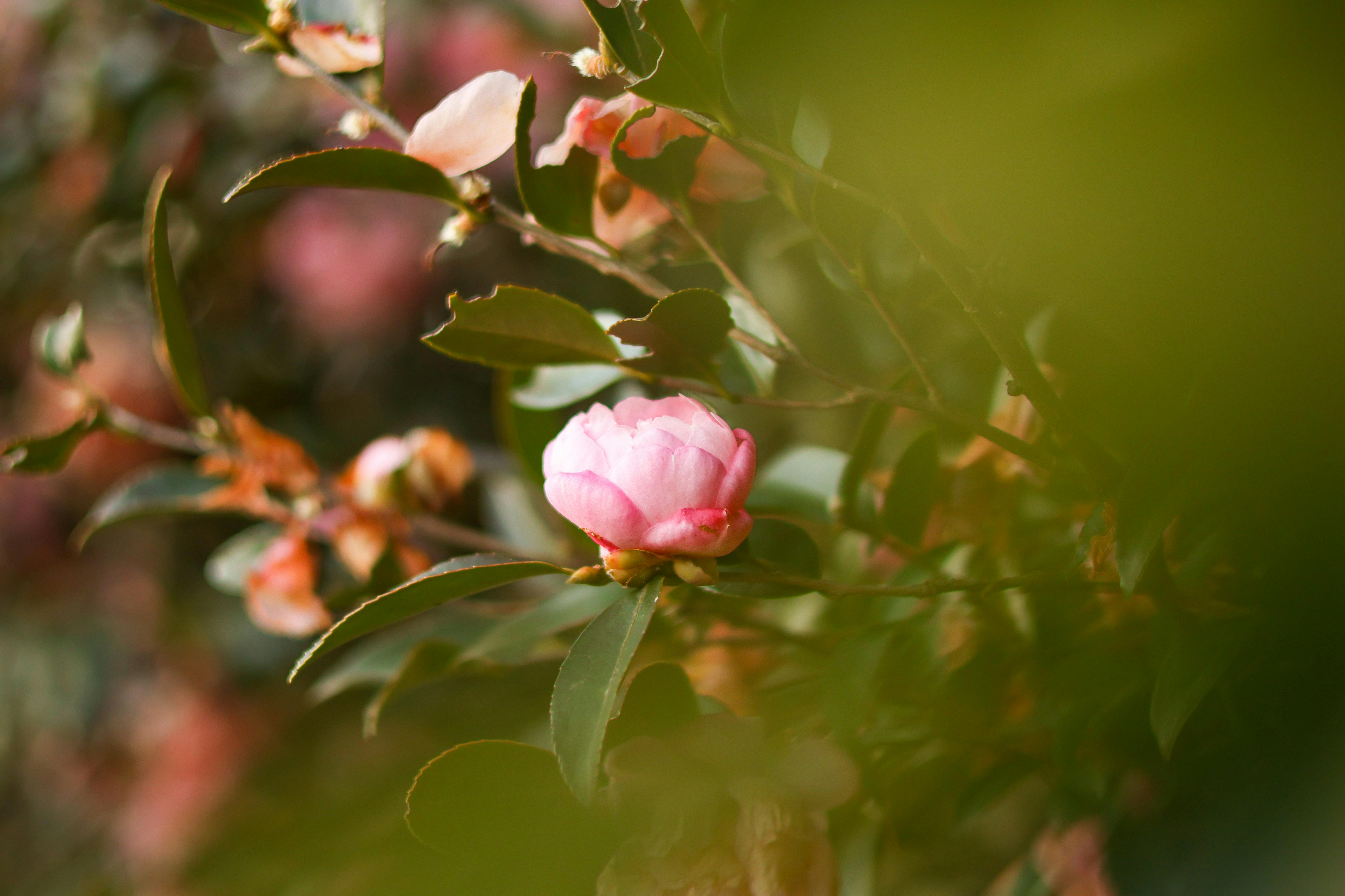 Preventing Camellia Bud Blast: Ensuring Abundant Winter Blooms with Strategic Watering, Feeding, and Site Selection