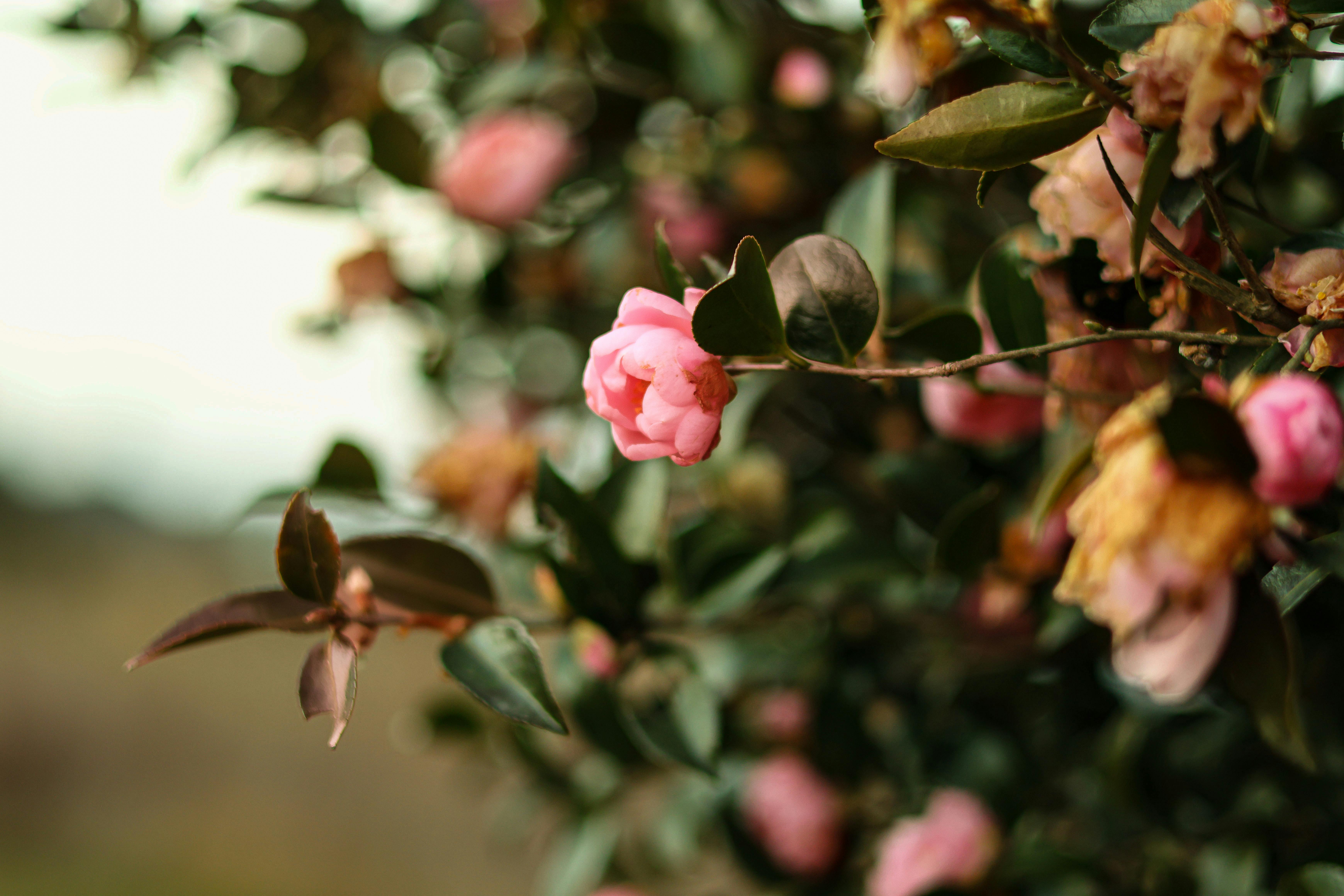 Vibrant pink camellia flower blooming amidst lush foliage, captured in natural light.