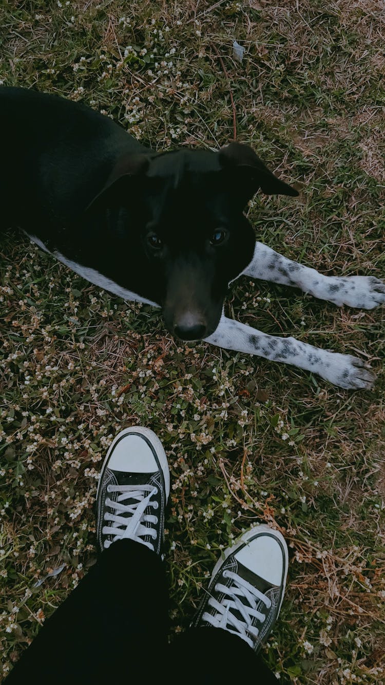 A Dog On The Grass 