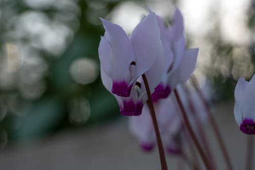 Gratis arkivbilde med bie, rosa, vakker blomst