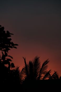 Silhouette of palm trees during a stunning red sunset offering a scenic view.