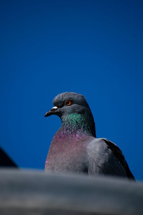 Free Detailed vertical shot of a pigeon with iridescent feathers against a clear blue sky. Stock Photo