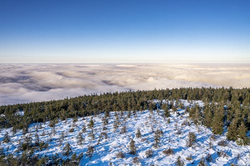 Darmowe zdjęcie z galerii z drzewa, las, natura