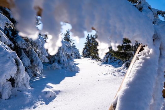 A serene winter scene with snow-laden trees framing a clear pathway in Świeradów-Zdrój, Poland.