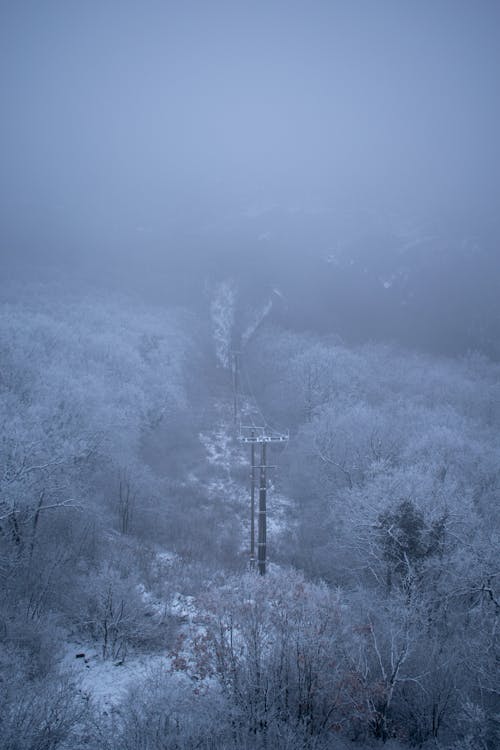 Frosted Trees in Morning Fog 