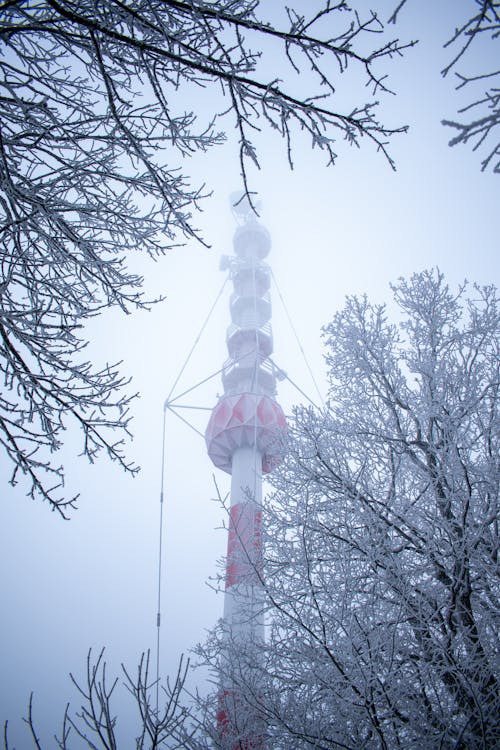 Low Angle Shot of a Communication Tower in Mist and Frosted Trees