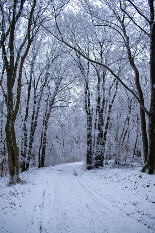 Fotobanka s bezplatnými fotkami na tému biela, chladný, les