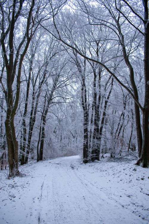 Free A tranquil snowy path winds through a winter forest, creating a serene natural setting. Stock Photo
