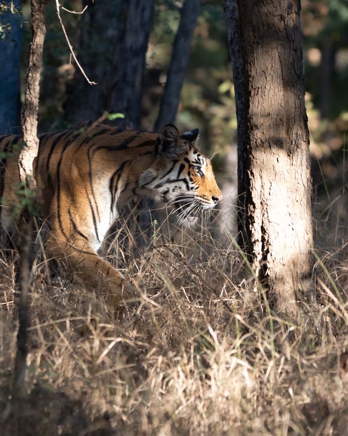 Central India Tiger Circuit