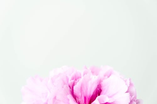 Close-Up Photograph of a Pink Peony