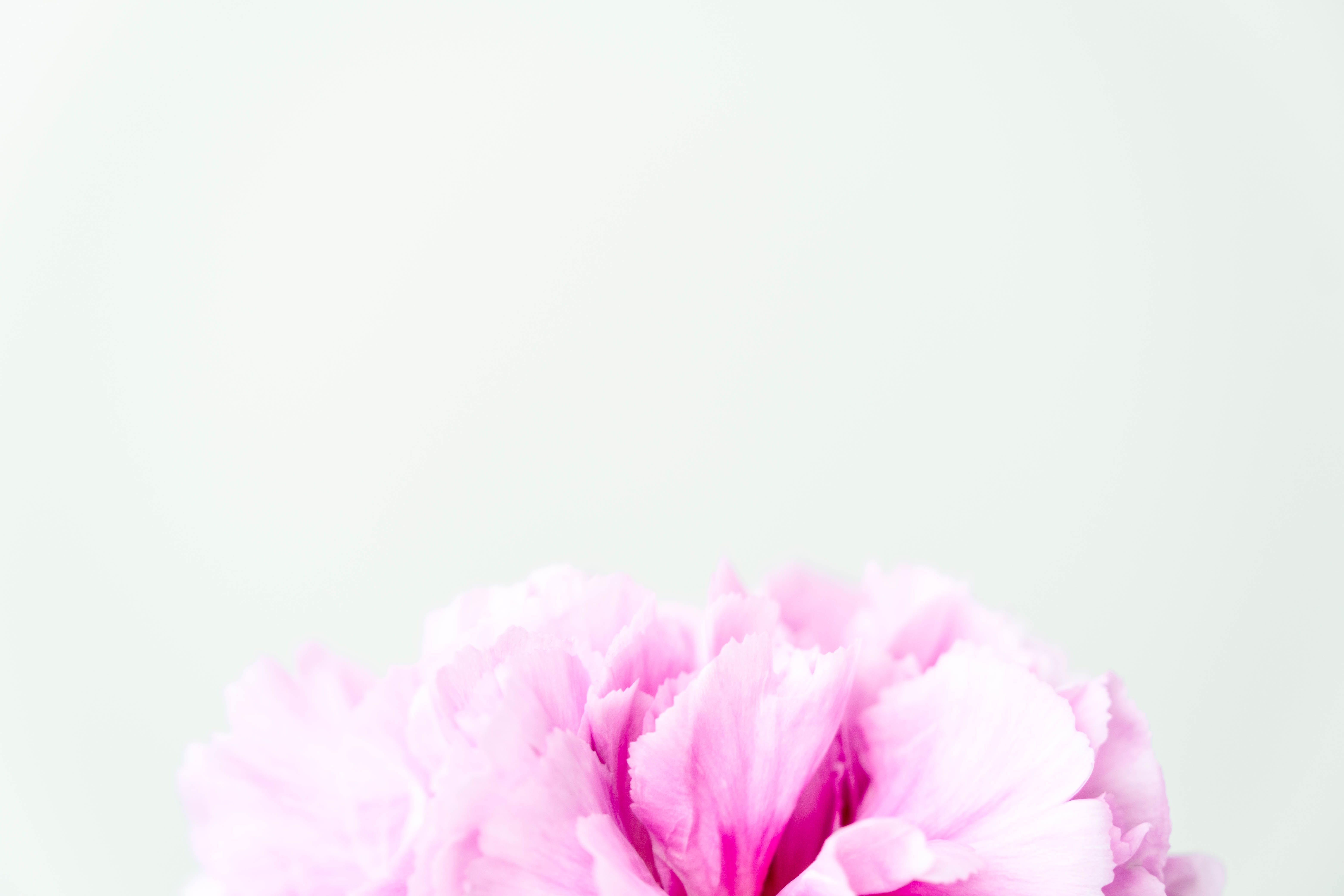 Close-Up Photograph of a Pink Peony · Free Stock Photo