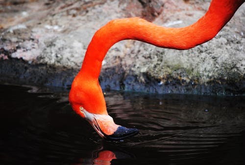 Darmowe zdjęcie z galerii z dziób, jaskinia, orange flamingo