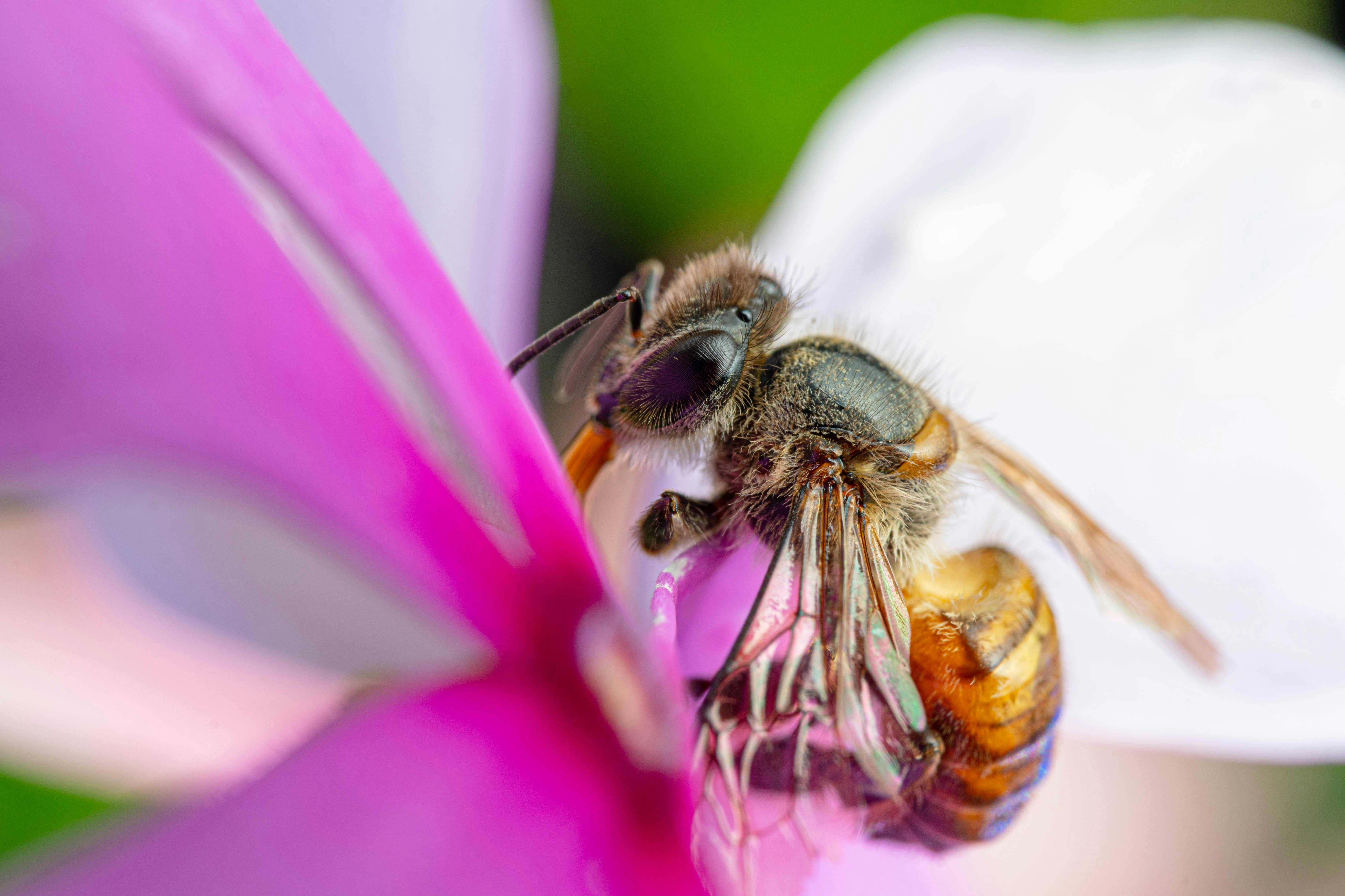 closeup honey bee showing tongue on pink flower · Free Stock Photo