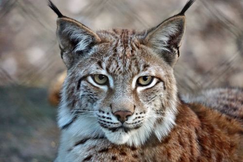 Free Detailed close-up shot of a lynx, showcasing its striking features in a natural setting. Stock Photo