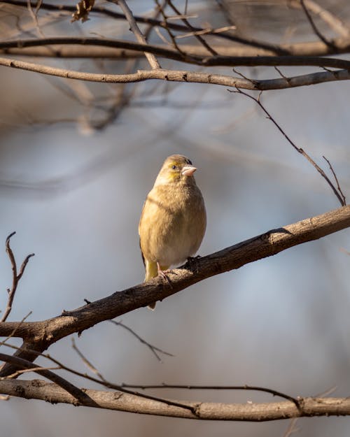 A Bird Perched on a Branch 