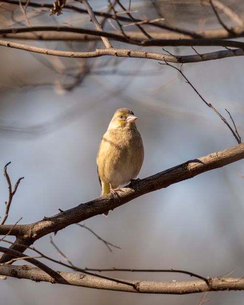 Free Vibrant sparrow perched on a leafless branch, set against a soft blue sky in a peaceful winter scene Stock Photo