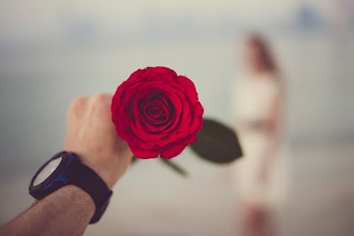 Free Person Holding Red Rose Selective Focal Photo Stock Photo