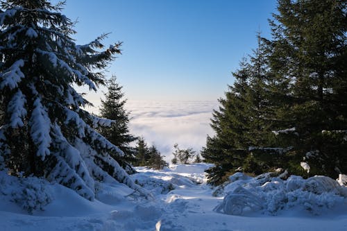 Gratis lagerfoto af koldt vejr, nåletræ, sne dækket