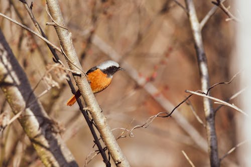 Gratis stockfoto met aviaire, boomtak, daurische roodstaart