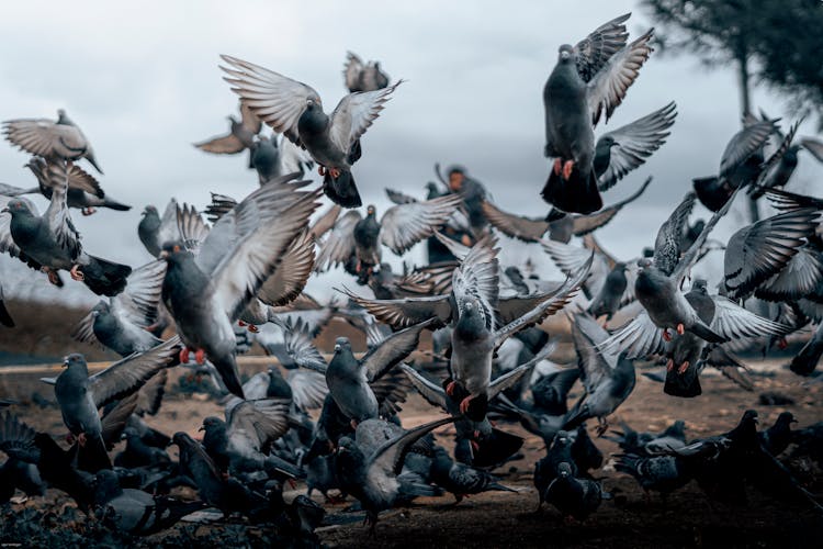 Group Of Flying Pigeons 