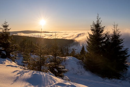 Gratis lagerfoto af baggrund, forkølelse, natur