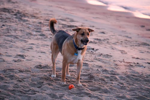 A Dog at the Beach 