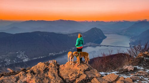 Fotos de stock gratuitas de animales, aventura, cima de una colina