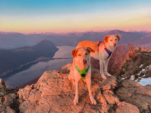 Fotos de stock gratuitas de animal, cima, con vista a