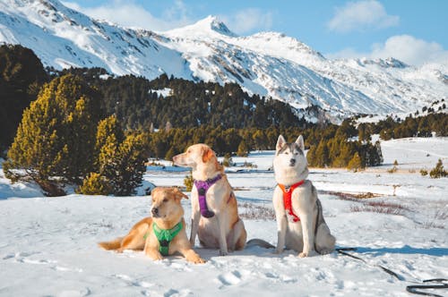 Fotos de stock gratuitas de animal, arneses coloridos, cordillera