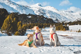 Dogs in Colorful Harnesses Posing for Photo in Snow