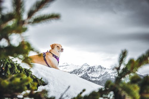 Kostnadsfri bild av djur, hund, husdjur