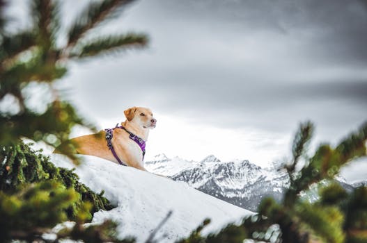 A dog sits on a snowy mountain slope under overcast skies, surrounded by snowy pine trees.