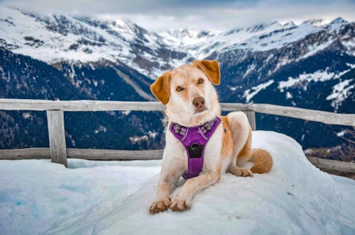 Fotos de stock gratuitas de animal, fotografía de animales, fotografía de perro