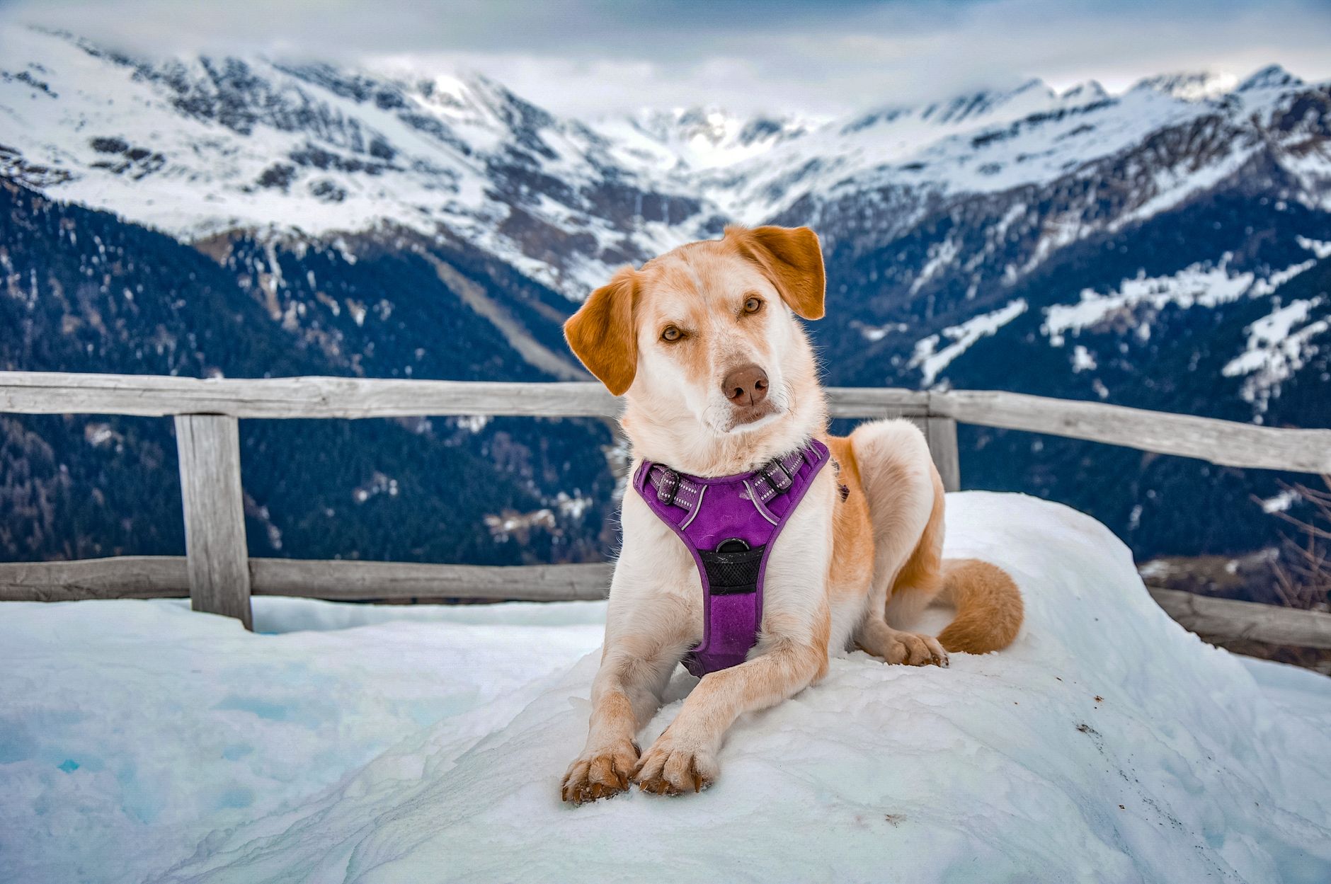 Dağda kurtarma ekibi ve köpek