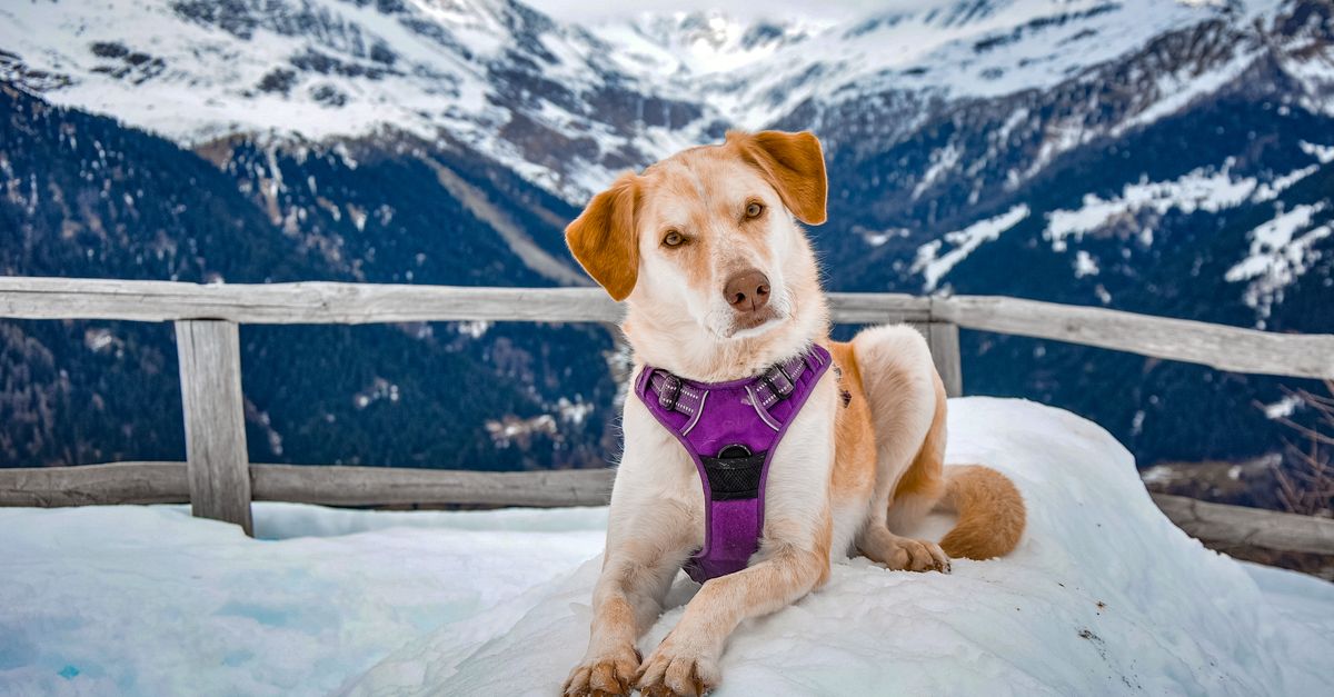 The Unexpected Diagnosis: When Bella Becomes Contagious The Unexpected Diagnosis: When Bella Becomes Contagious