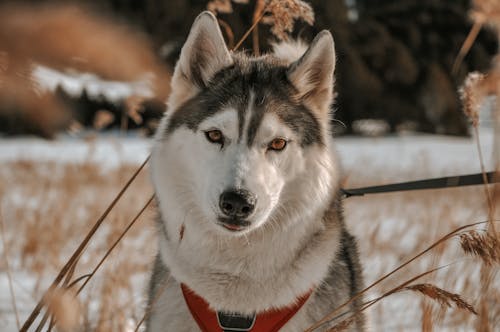 Fotos de stock gratuitas de animal domestico, de cerca, enfoque selectivo