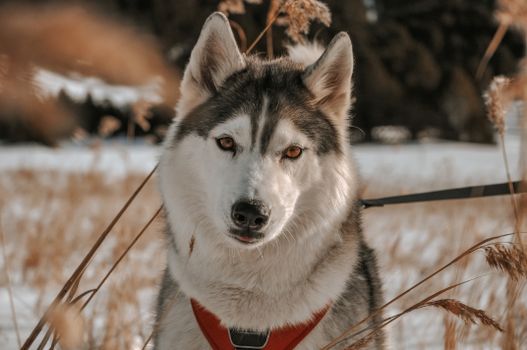 Portrait of a Siberian Husky dog standing in a snowy field with a blurred background.