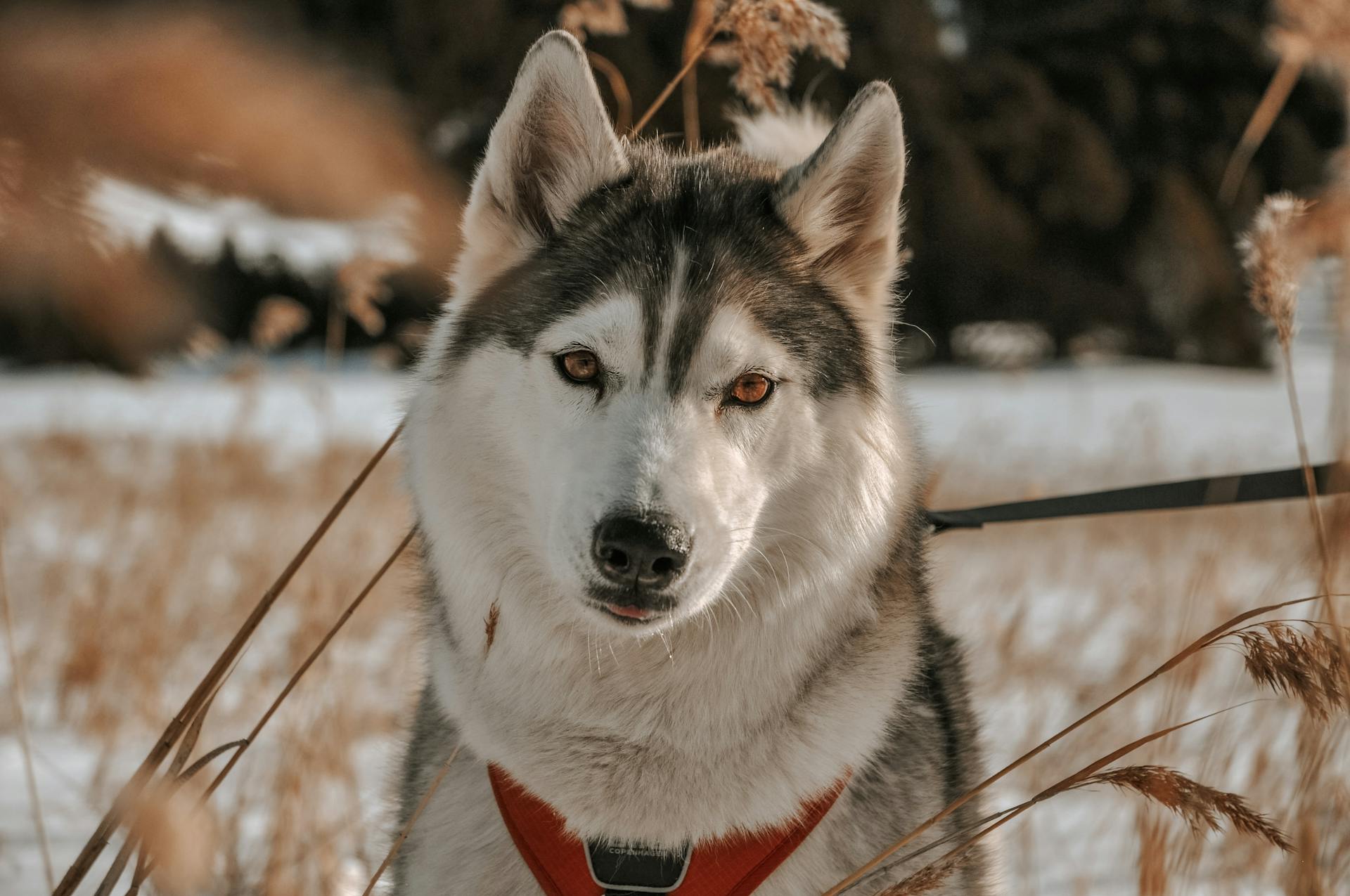 Bilder på en sibirisk husky