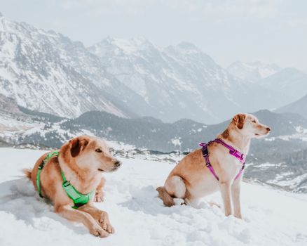 Ruffwear Front Range Dog Harness — gift idea