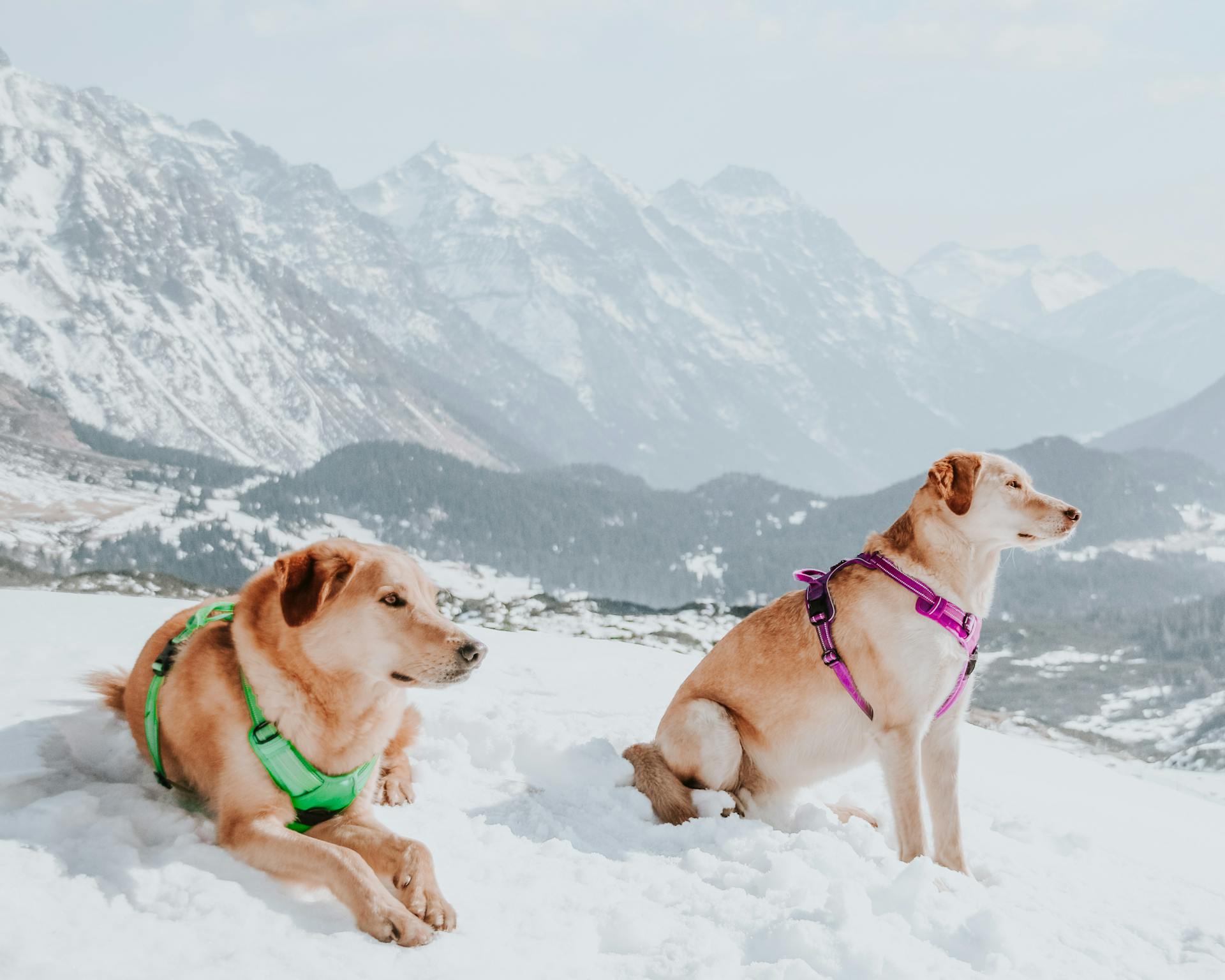 Dogs in Colorful Harnesses Sitting on Snow in Mountains