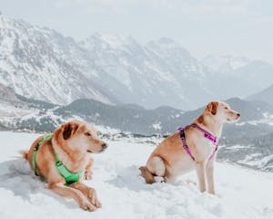 Dogs in Colorful Harnesses Sitting on Snow in Mountains