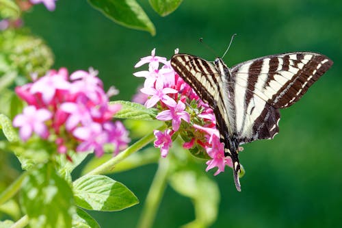 Close-Up Shot of a Swallowtail 