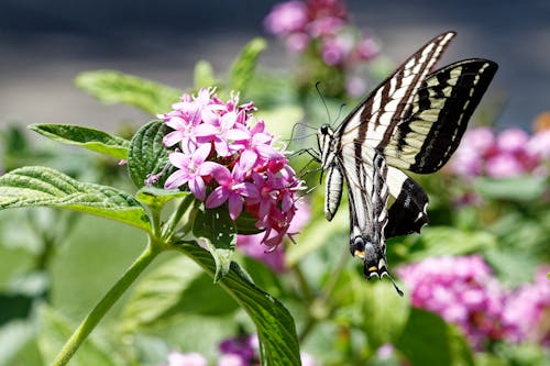 A Butterfly on Pink Flowers