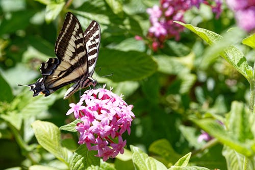 Butterfly Sitting on Pink Flowers