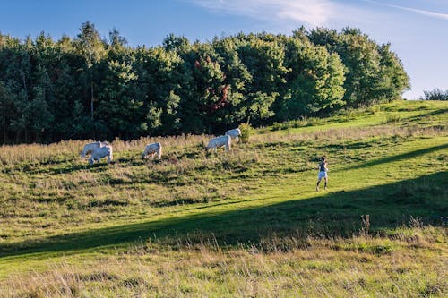 Woman Jogging past Cows Grazing on Grass