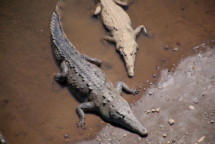 Crocodiles In The Water 