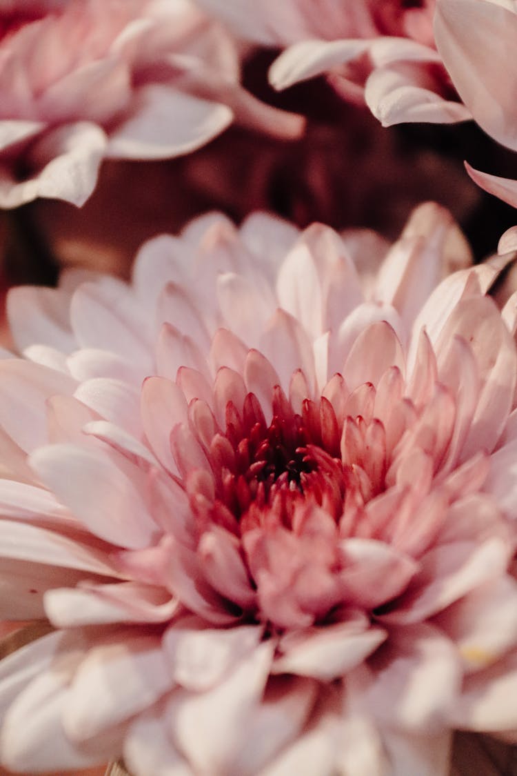 Close-Up Shot Of A Chrysanthemum 