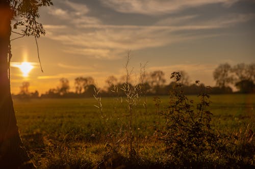 Selective Focus Photo of Plants During Dawn