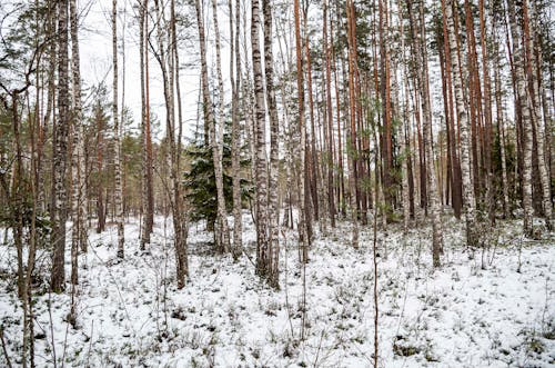 Бесплатное стоковое фото с березы, вид на лес, зима