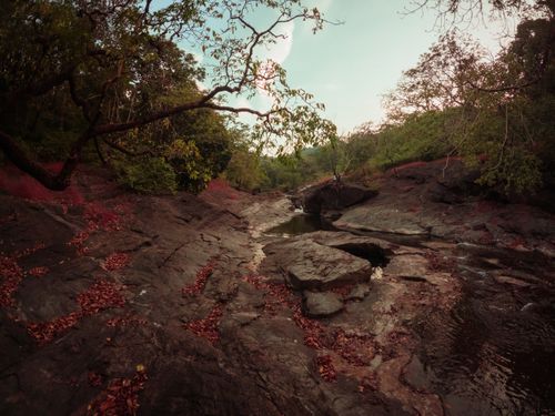 Free A tranquil forest stream surrounded by lush greenery and rocky landscape in a natural setting. Stock Photo